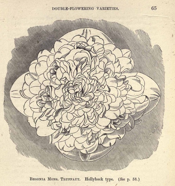 B. ‘Mons. Albert Truffaut’